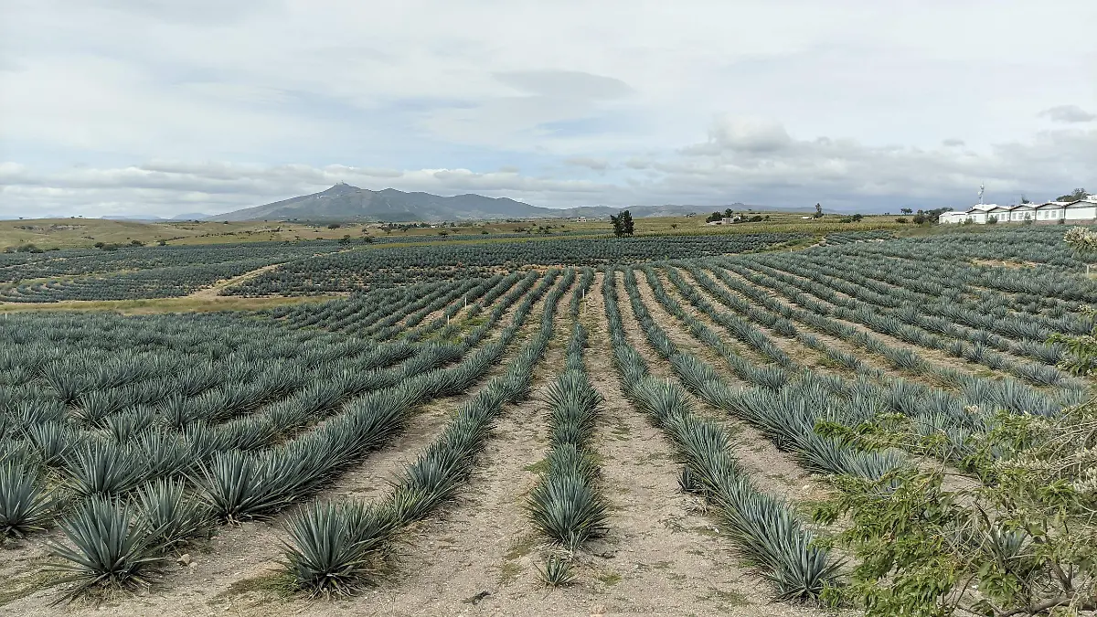 NECESARIO REGULAR LA PRODUCCIÓN DE AGAVE EN GUANAJUATO